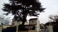 Cèdre