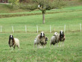 Les voilà, les moutons! Celui de gauche devait être à Woodstock.