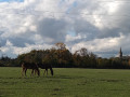 Chevaux au pâturage