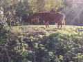 Centre Equestre Centre Equestre