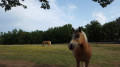Centre equestre