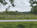 Cerfs du Parc de Hindsgavl