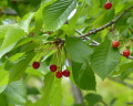 Cerises sauvages (merises)