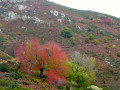 Cerisier en automne