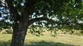 Cerisier jalonnant avec d'autres la petite montée au point de vue Cerisier jalonnant avec d'autres la petite montée au point de vue