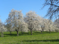 Cerisiers en fleurs
