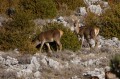 Cervidés à Gréolières (2)