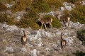 Cervidés à Gréolières (3)