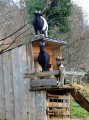 Des chèvres curieuses Des chèvres curieuses