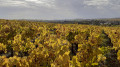 Chablis