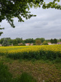 Champ de colza