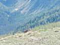 chamois &agrave; l'approche du sommet de Piagu