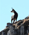 Chamois à proximité du Refuge de la Valette