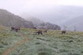 Chamois au Col de Falimont