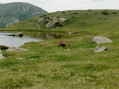 chamois au lacs de Prals
