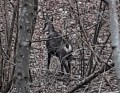 Chamois gardien de la harde