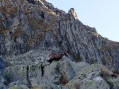 chamois dans la montée du vallon d'Empuonrame chamois dans la montée du vallon d'Empuonrame