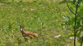 Chamois en dessous du chemin