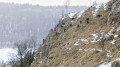 Chamois en hiver Chamois en hiver