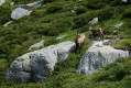 Chamois et son cabri