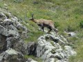 Chamois gourmand sur le sentier