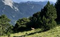 Chamois pas très loin du sentier principal de Chamechaude