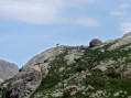 chamois pendant la montée du mont Ponset