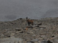 Chamois sous le col de la Lose