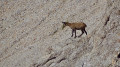 Chamois sous le Grand Ferrand