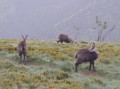Chamois sous le Hohneck