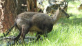 Chamois sur le sentier en descendant