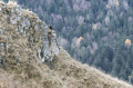 Chamois near the Roc des Ombres