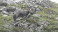 Chamois