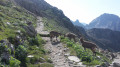Chamois