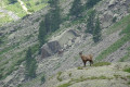 Chamois