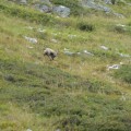 Chamois Chamois