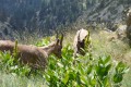 Chamois