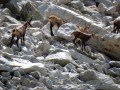 Chamois
