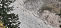 Chamois