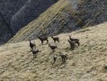 Chamois Chamois