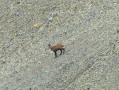 Chamois