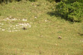 Chamois Chamois