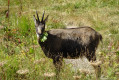 Chamois