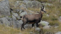 Chamois