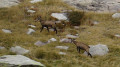 Chamois