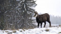 Chamois Chamois