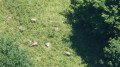Chamois