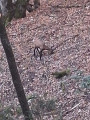 Chamoix dans la Bois Qu&eacute;mont