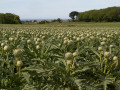 Champ d'artichauts