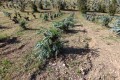 Les Arcs-sur-Argens : La Maurette - Barre de Pouarre